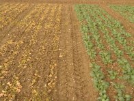 Poškození konvenční odrůdy řepky způsobené herbicidem Cleravis (vlevo konvenční odrůda, vpravo Clearfield odrůda)