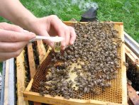 Odběr medu z plástu na rozbor