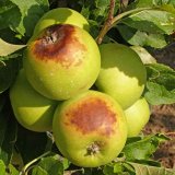 Ochrana ovoce v ekologické a nízkoreziduální produkci - Doporučení pro období červenec a srpen