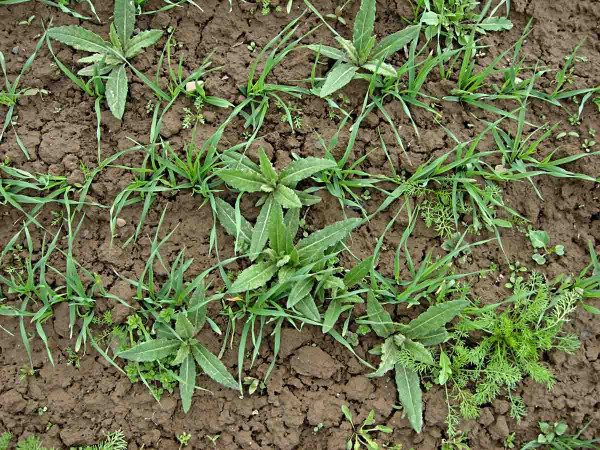 Pcháč rolní v ozimé pšenici na jaře vhodný pro aplikaci herbicidu