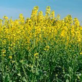 Azoline, Flowbrix Profi a Agrostim Tria - nové možnosti pro efektivní zásah do květu řepky