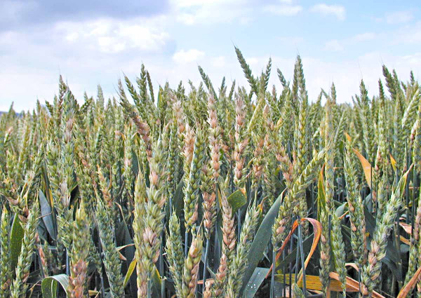 Klasy ozimé pšenice silně napadené klasovými fuzárii (Fusarium spp.)