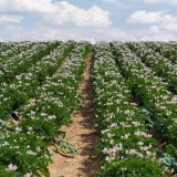 Ekonomika ochrany brambor proti chorobám a škůdcům u vybraných pěstitelů Vysočiny