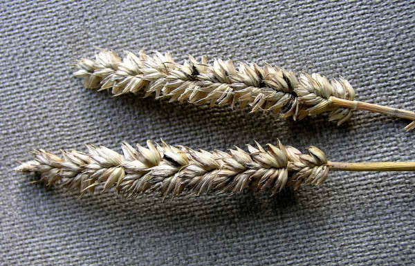 Mazlavá snětivost pšenice - sněť mazlavá