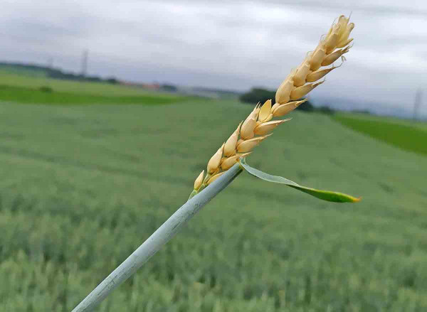 Poškození pšenice bodruškou obilnou