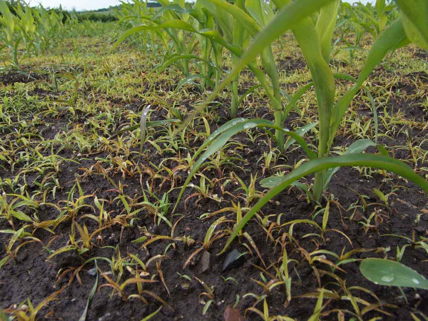 Obr. 3: Pozvolné působení sulfonylmočovinového herbicidu na plevele může za sucha způsobit snížení výnosů kukuřice