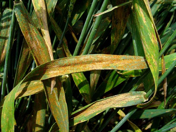 Rez pšeničná - hnědá rzivost pšenice