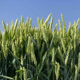 Sheriff - nově registrovaná odrůda ozimé pšenice