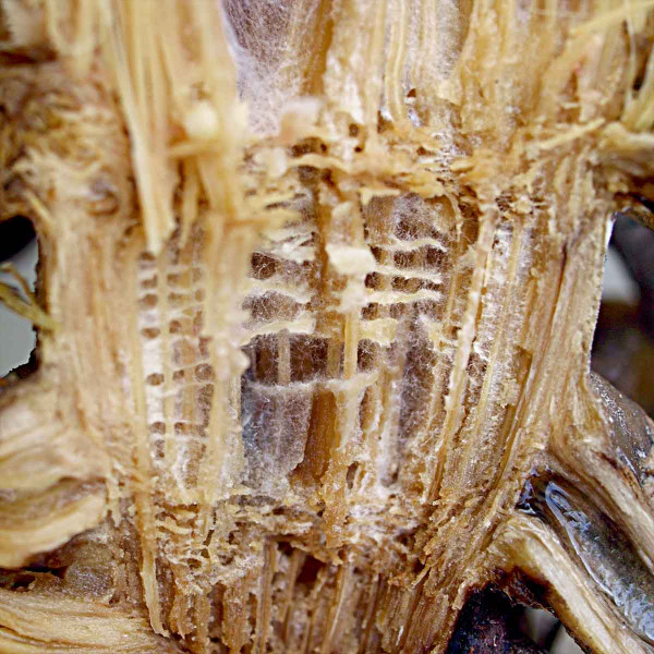 Obr. 1: Báze stébla kukuřice prorostlá myceliem fytopatogenních hub