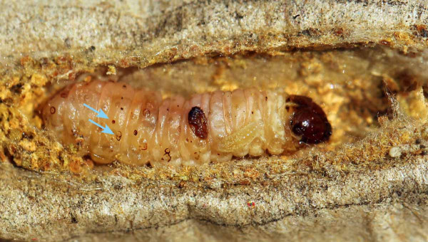 T. hemipteron - mladá larva na housence obaleče jablečného se snadno přehlédne, šipkami označena některá místa po sání larvy - hnědé tečky a kolečka