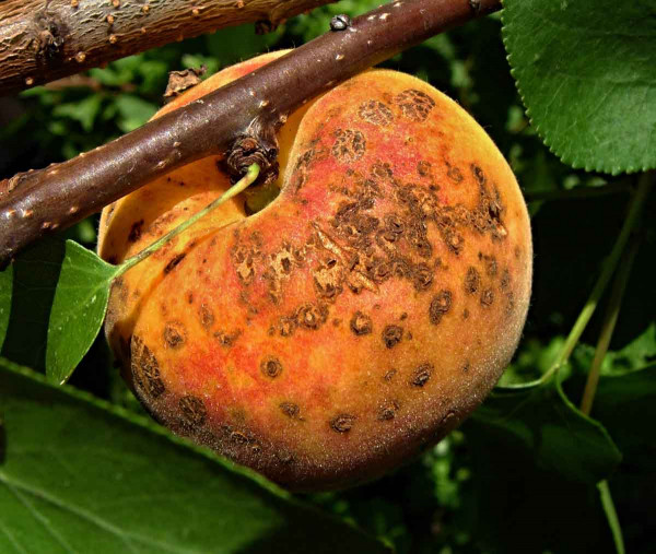 Strupovitost peckovin na plodu meruňky