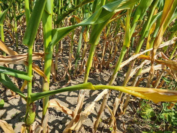 Obr. 2: Letní sucho zapříčinilo prosychání spodního patra listů kukuřice ve Slezsku již v červenci