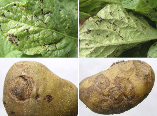 Příznaky napadení virem svinutky bramboru