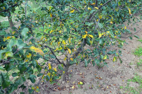 Obr. 1: Diplokarponová skvrnitost jabloně - silné napadení listů (odrůda Sirius)