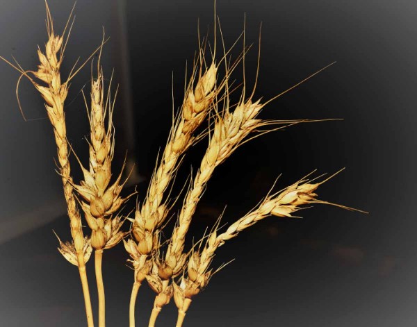 Poškození osinaté odrůdy pšenice mrazem