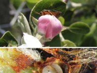 Proti pilatce jablečné je v ekologické produkci k dispozici Qusassia amara, u níž dosahujeme larvicidní účinnosti blízké chemickým přípravkům; na snímcích dospělec a housenice těsně před líhnutím