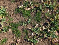 Plevele v porostu řepky na jaře lze odstranit