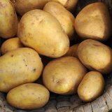 České konzumní odrůdy bramboru
