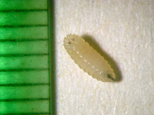Obr. 3b: Larva květilky zelné (D. radicum)