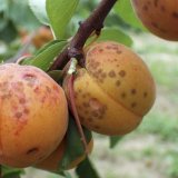Ochrana ovoce a výskyt škůdců a chorob v roce 2018