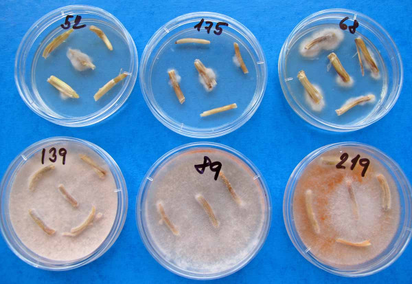 Oculimacula spp. (původce stéblolamu) a Microdochium spp. (původce sněžné plísňovitosti) na Petriho misce