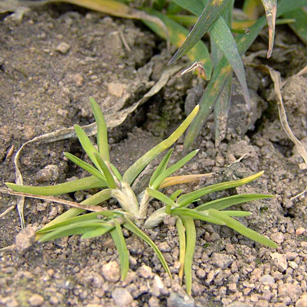 Obr. 5: Drobné rostliny lipnice roční jsou často zaměňovány s chundelkou metlicí
