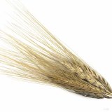 Možnosti využití pšenice Kamut v lidské výživě