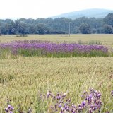 Regulace plevelů před sklizní obilnin a předsklizňové aplikace