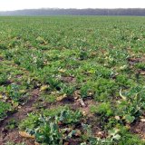 Aktuální přehled ochrany polních plodin - únor a březen 2021