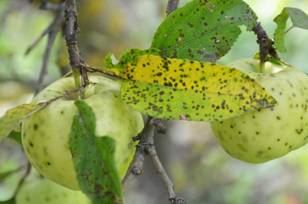 Diplokarponová skvrnitost jabloně - hnědé skvrny s nepravidelným okrajem na listech a plodech jabloně (cv. Sirius)