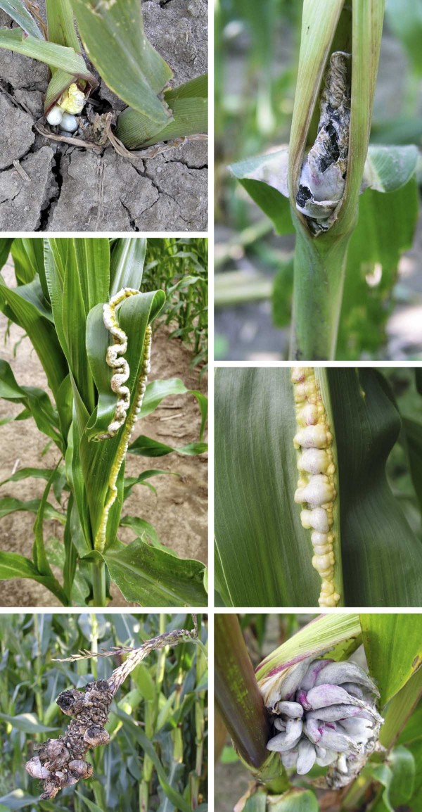 Snětivost kukuřice - příznaky napadení