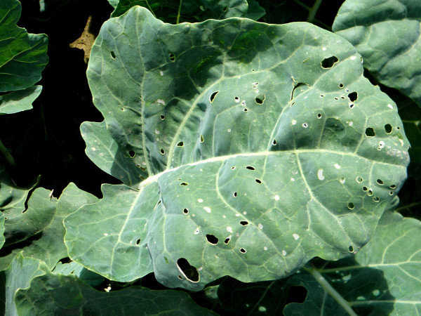 Obr. 2: Při žíru mladých housenek zápředníčka zůstává pokožka listu zachována (skeletování) a vytváří se lesklé bílé skvrny na listech