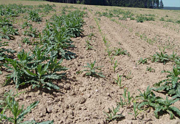 Obr. 8: Pcháč rolní je vhodné řešit v obilní předplodině, kde je herbicidní regulace efektivnější a obvykle také selektivnější.