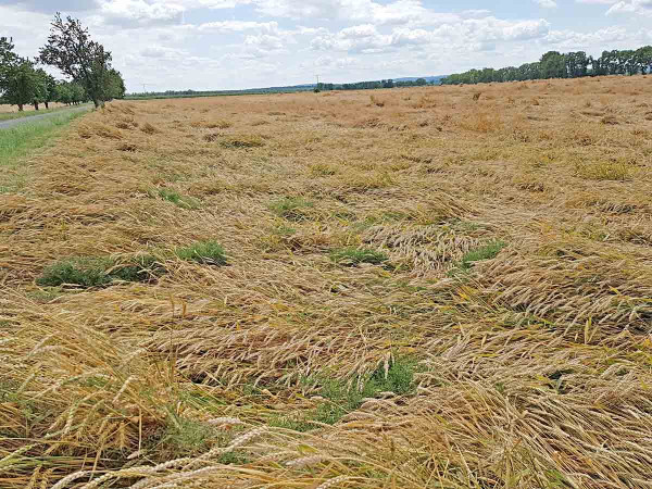Obr. 4: Silné polehnutí pšenice nedostatečně ošetřené morforegulátory