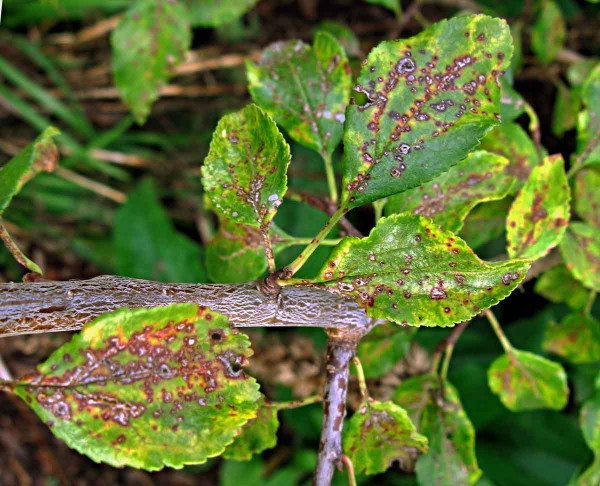Suchá skvrnitost listů peckovin - slivoň