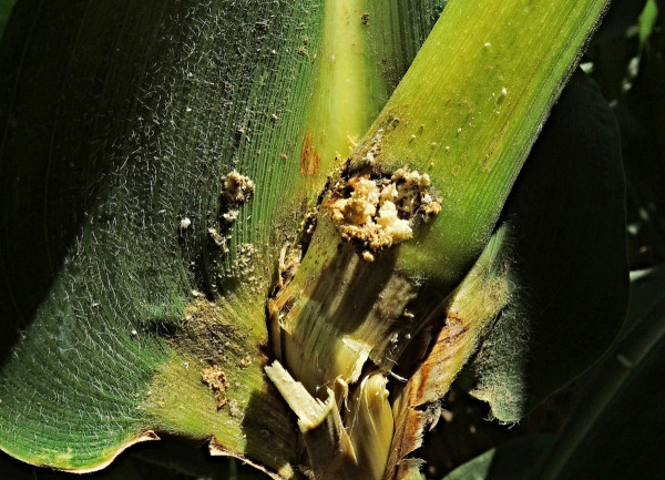 Lámání stébla po žíru larev zavíječe kukuřičného