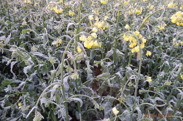 Obr. 2: Kvetoucí porost řepky poškozený mrazem