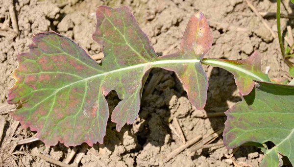 Obr. 4: Příznaky virózy na řepce v polních podmínkách - červenání okrajů listů a červenání prostorů mezi žilnatinou na řepce, jaro 2017