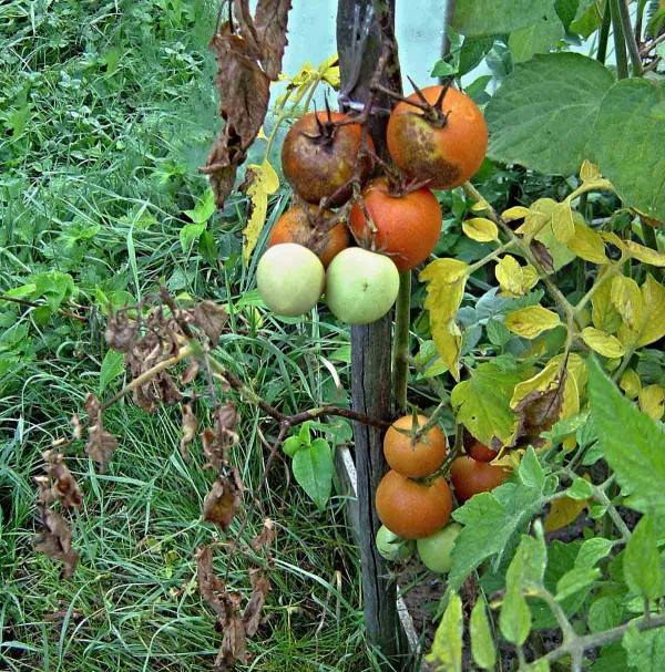 Plíseň rajčete na plodech