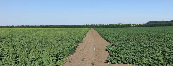 Obr. 4: Hlavním přínosem technologie Conviso Smart je vysoká účinnost na plevelnou řepu; na obrázku je na jednom poli vpravo porost Conviso Smart odrůdy (Smart Renja) ošetřený dělenou aplikací herbicidem Conviso One a vlevo porost konvenční odrůdy ošetřený konvenčními herbicidy