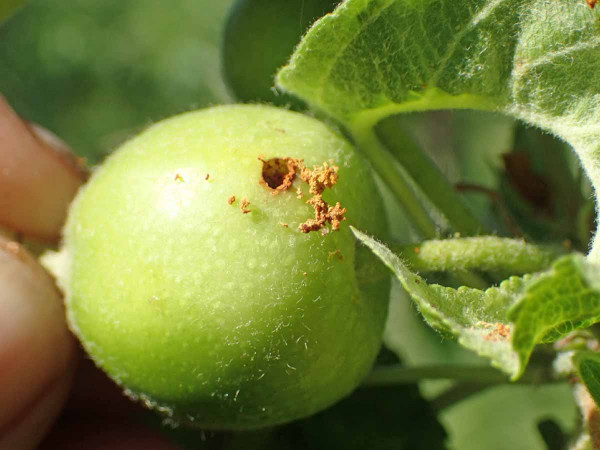 Závrtek způsobený pilatkou jablečnou 