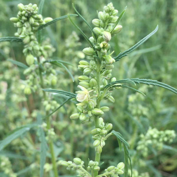 Konopí seté rumištní (Cannabis sativa var. spontanea) je plevel a blízce příbuzné konopí (plodině)