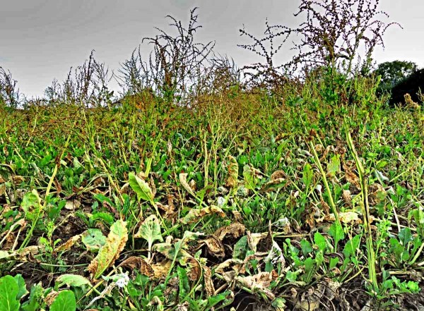 Plevelné řepy komplikují pěstování cukrovky