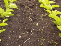 Kontaktní a půdní cukrovkové herbicidy nemusí prosovité trávy dostatečně potlačit, v takovém případě je třeba použít listového graminicidu, jehož dávka však může být snížena