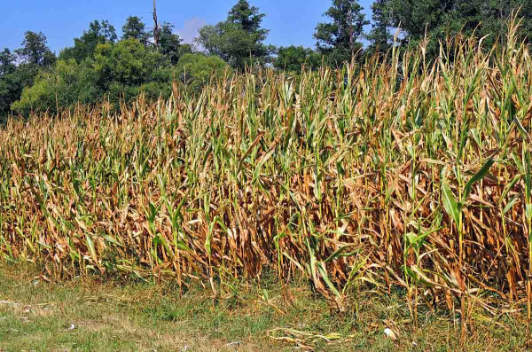 Vliv sucha na porost kukuřice