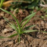 Herbicidní ochrana obilnin na jaře