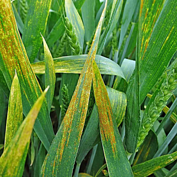 Rez plevová - žlutá rzivost pšenice na listech
