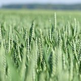 Nové výsledky zkoušení odrůd ozimé pšenice pro ekologické zemědělství
