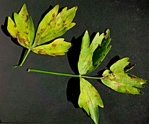 Septoriová skvrnitosti listů celeru
