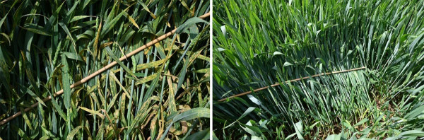 Pšenice ozimá, ZS Kluky 2.6.2022 (vlevo neošetřená kontrola, vpravo Priaxor® EC 1,0 l/ha